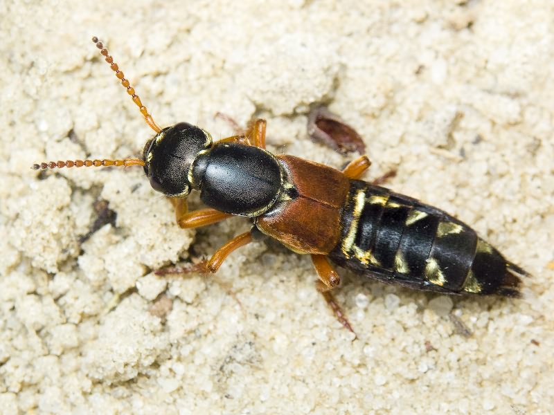 Staphylinus caesareus Cederhjelm, 1798